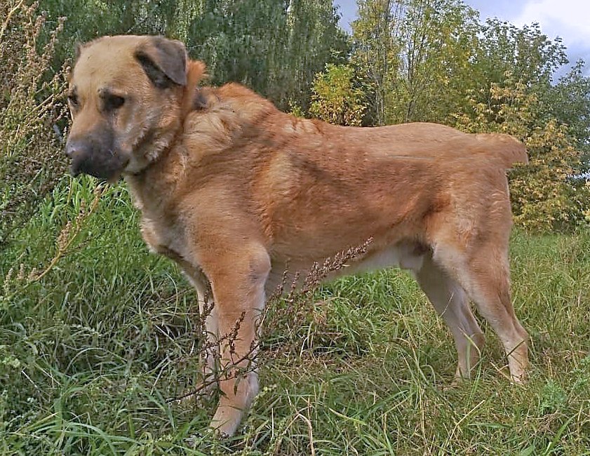 Портос