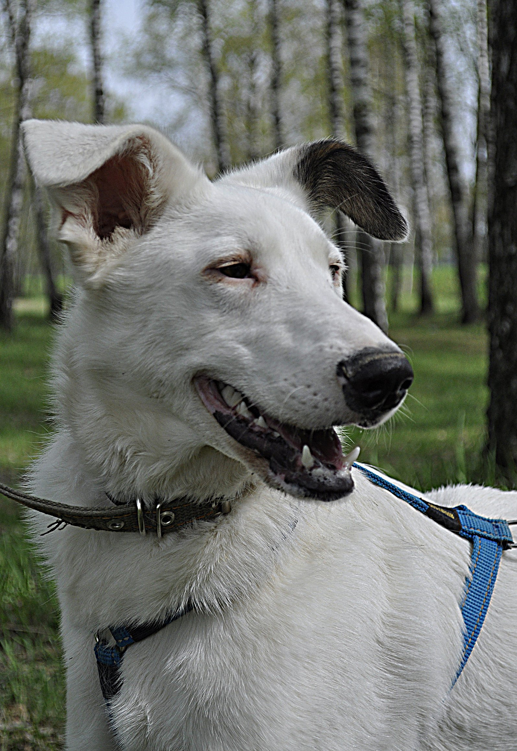 Кокос